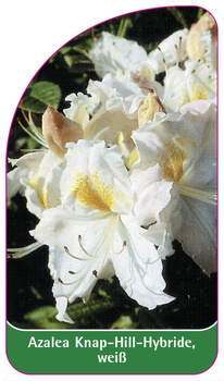 Azalea Knap-Hill-Hybride, weiß