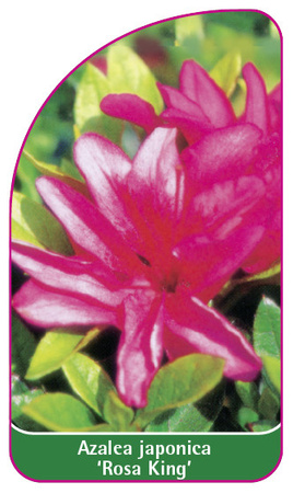 Azalea japonica 'Rosa King'