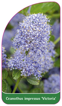 Ceanothus impressus 'Victoria'