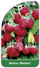 Malina 'Meeker'