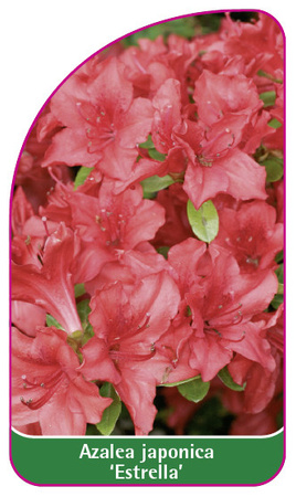 Azalea japonica 'Estrella'