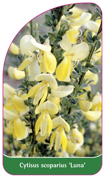 Cytisus scoparius 'Luna'
