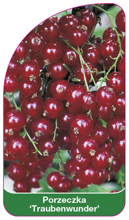Porzeczka 'Traubenwunder'