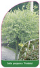 Salix purpurea 'Pendula'