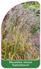 Miscanthus sinensis 'Septemberrot'