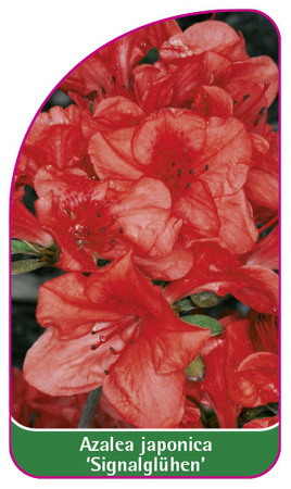 Azalea japonica 'Signalglühen'