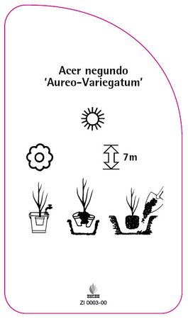 Acer negundo 'Aureo-Variegatum'