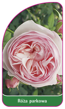 Roza parkowa 403