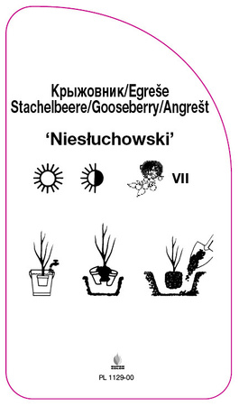 Stachelbeeren 'Niesłuchowski'