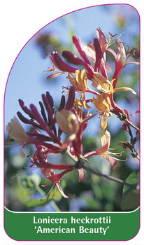 Lonicera heckrottii 'American Beauty'