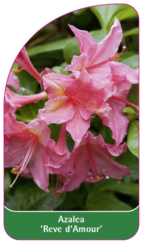 Azalea 'Reve d' Amour'