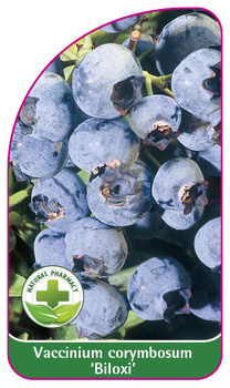 Vaccinium corymbosum 'Biloxi'