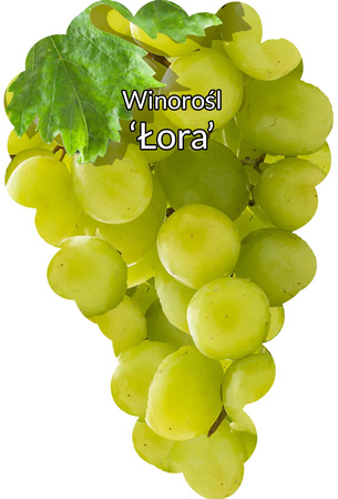 Winorośl Łora