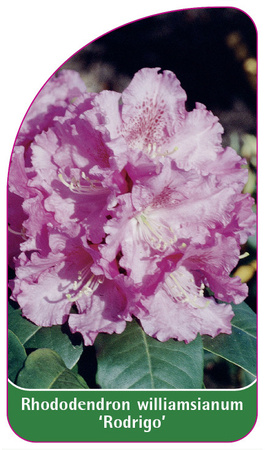 Rhododendron williamsianum 'Rodrigo'