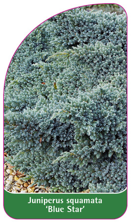 Juniperus squamata 'Blue Star'