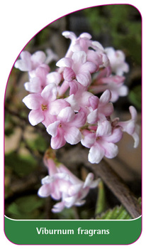 Viburnum fragrans
