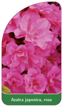 Azalea japonica, rosa