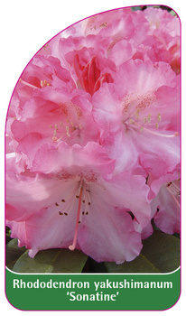 Rhododendron yakushimanum 'Sonatine'