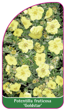 Potentilla fruticosa 'Goldstar'