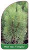 Pinus nigra 'Fastigiata'