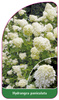 Hydrangea paniculata