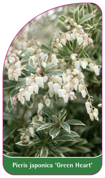 Pieris japonica 'Green Heart'