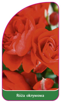 Róza rabatowa Nr. 294