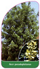 Acer pseudoplatanus