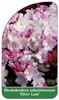 Rhododendron yakushimanum 'Silver Lady'