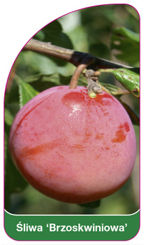 Broskvoň švestka