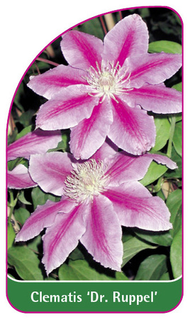 Clematis 'Dr. Ruppel'