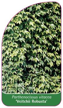 Parthenocissus vitacea 'Veitchii Robusta'