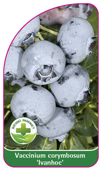 Vaccinium corymbosum 'Ivanhoe'