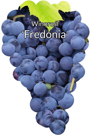 Winorośl Fredonia