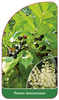 Prunus laurocerasus