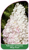 Hydrangea paniculata 'Mega Pearl'