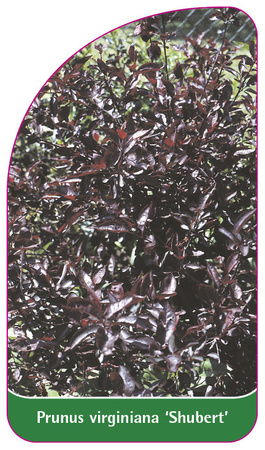 Prunus virginiana 'Shubert'