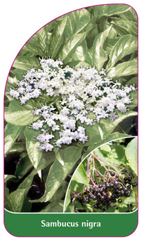 Sambucus nigra