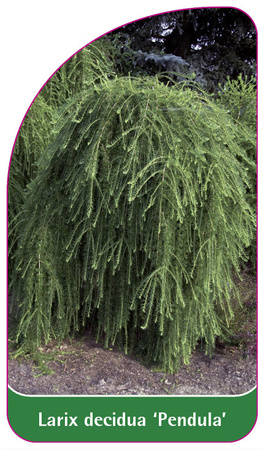 Larix decidua 'Pendula'