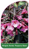 Weigela florida 'Purpurea Nana'