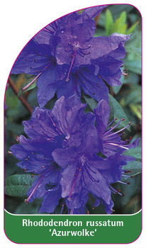 Rhododendron russatum 'Azurwolke'