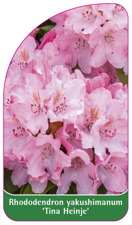 Rhododendron yakushimanum 'Tina Heinje'