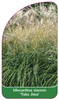 Miscanthus sinensis 'Yaku Jima'