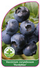 Vaccinium corymbosum 'Hardyblue'