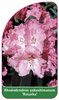 Rhododendron yakushimanum 'Rosarka'