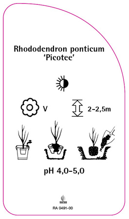 Rhododendron ponticum 'Picotee'