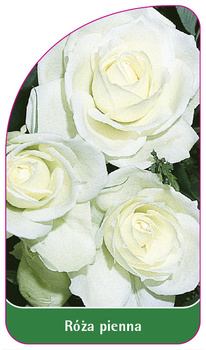 Róza pienna Nr. 21