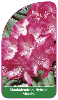 Rhododendron Hybride 'Marabu'