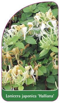 Lonicera japonica 'Halliana'