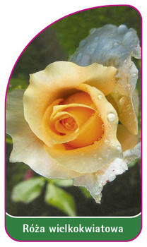 Róza wielkokwiatowa Nr. 237